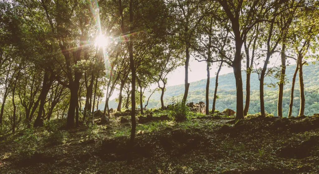 Photo du domaine — Mas La Solarie