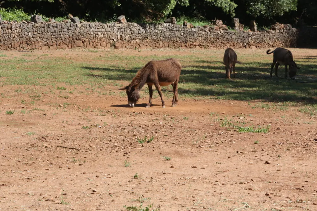 Photo du domaine — Mas La Solarie