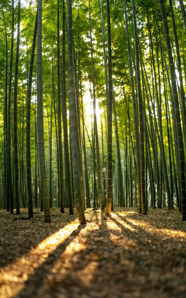 La Bambouseraie d'Anduze — jardin exotique unique en Europe, à 5 minutes du Mas La Solarie