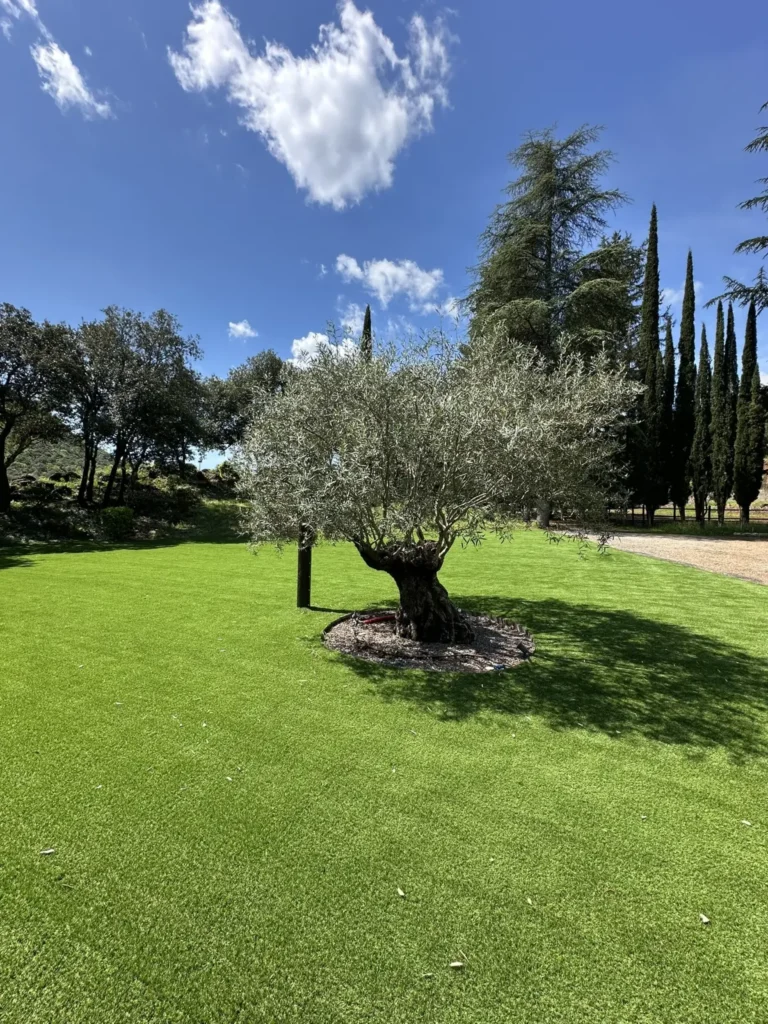 Photo du domaine — Mas La Solarie